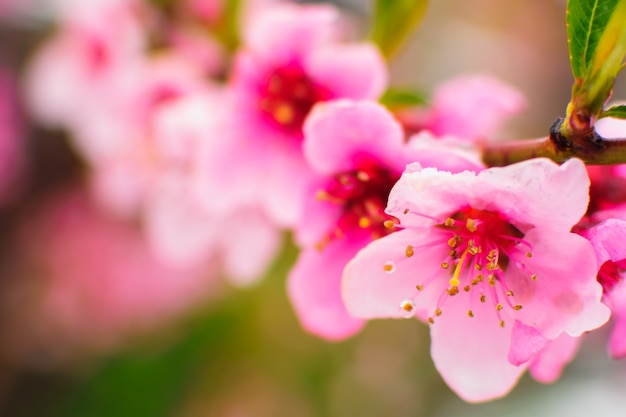 Fine sbocciante del fiore rosa su