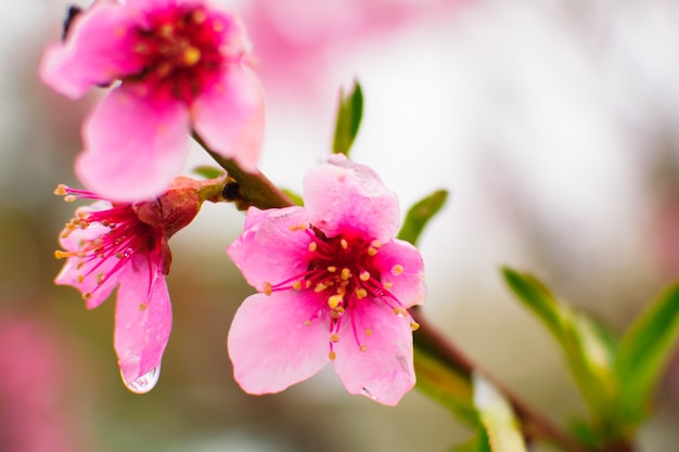 Fine sbocciante del fiore rosa su