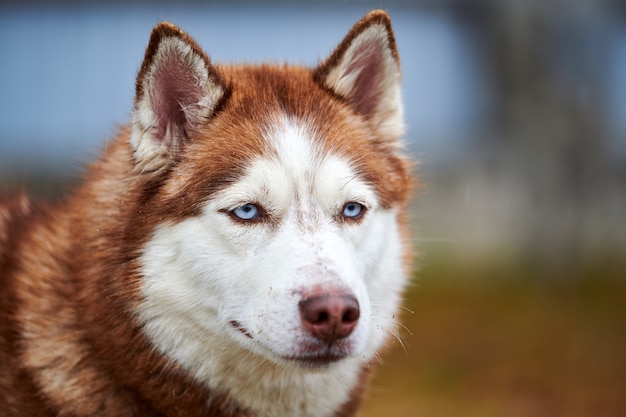 Fine sveglia del fronte del cane del husky siberiano su