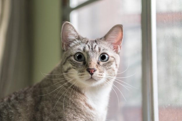 Fine sveglia del gatto su che guarda fuori dalla finestra.