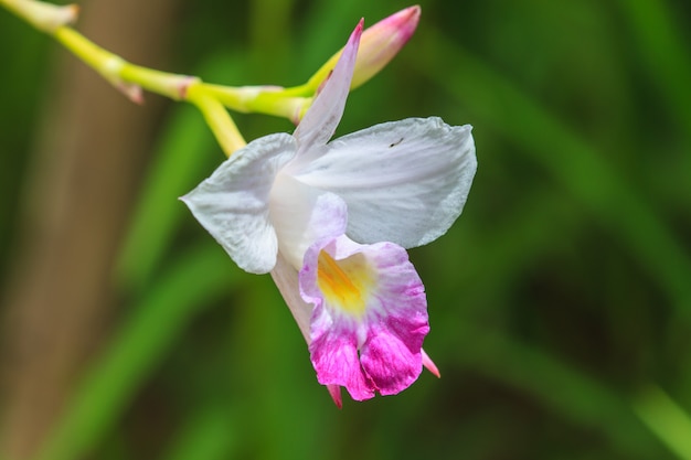 Fine terrestre dell&#39;orchidea di graminifolia di Arundina in su