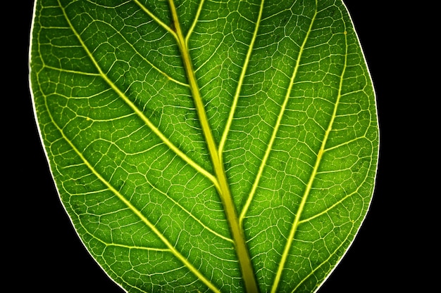 Fine verde della foglia dell'albero su