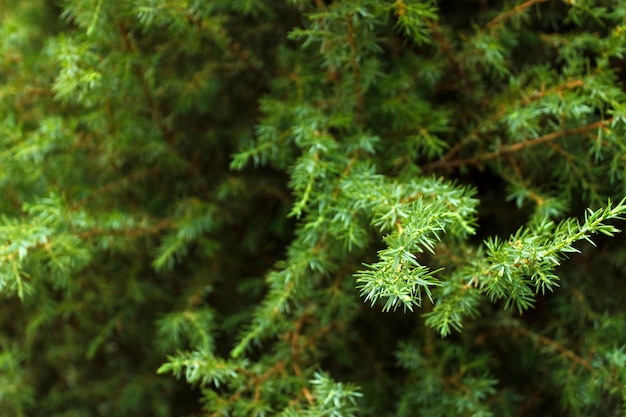 Fine verde della priorità bassa del ramo di albero dell&#39;abete su