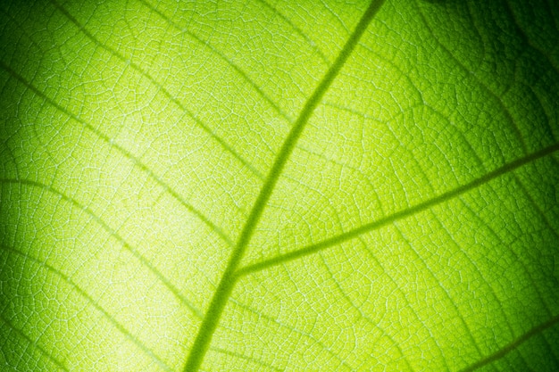 Fine verde di struttura del foglio in su