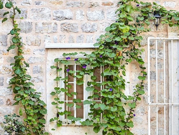Finestra bianca. Pianta di edera verde salire sul vecchio muro di mattoni di pietra bianca