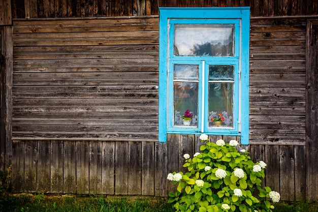 Finestra blu di una casa rustica in legno con un cespuglio di ortensie