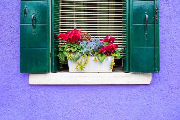 Finestra con fiori sulla parete viola. Architettura colorata nell'isola di Burano, Venezia, Italia.