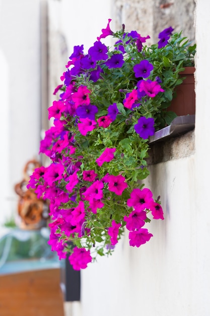 Finestra con vasi di fiori e fiori colorati su un muro bianco