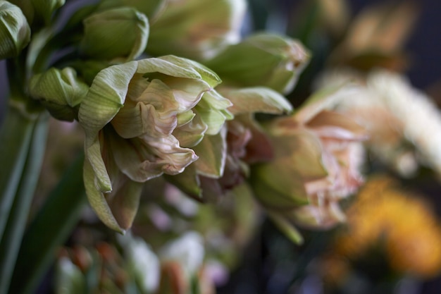 Finestra del negozio di fiori del primo piano con i fiori esotici