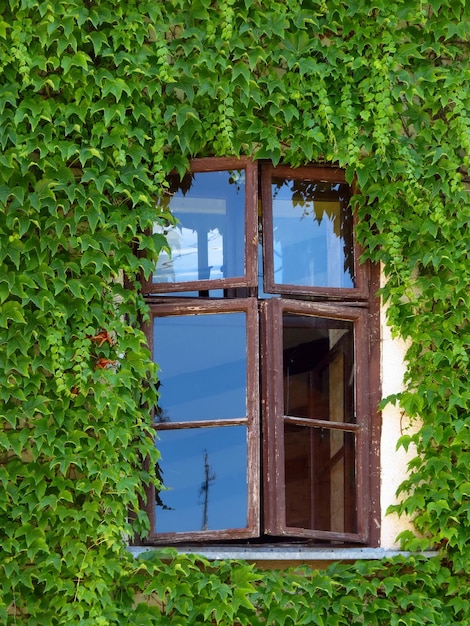 Finestra in legno circondata da una bellissima edera verde