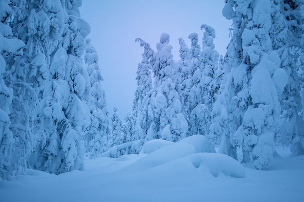 Finlandia. Foresta invernale di sera. Tanta neve per terra e sui rami degli alberi