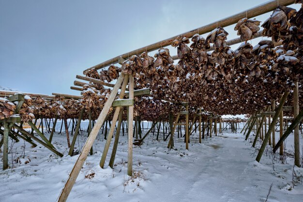 Fiocchi di essiccazione per baccalà in inverno. Isole Lofoten,