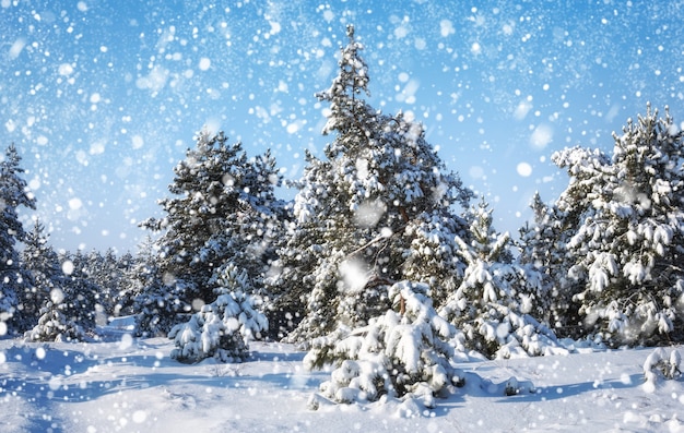 Fiocchi di neve che cadono dal cielo Abeti rossi coperti di brina e neve Foresta invernale