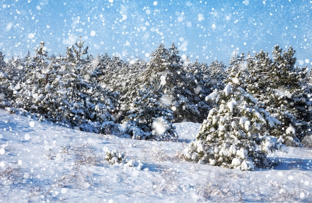 Fiocchi di neve che cadono dal cielo Abeti rossi coperti di brina e neve Foresta invernale