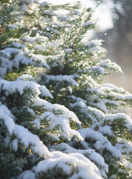 Fiocchi di neve e gocce di rugiada su foglie di rosa su uno sfondo bokeh in una soleggiata giornata invernale