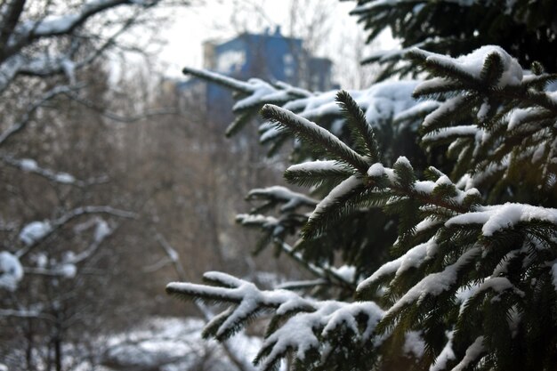 fiocchi di neve sui rami di un albero