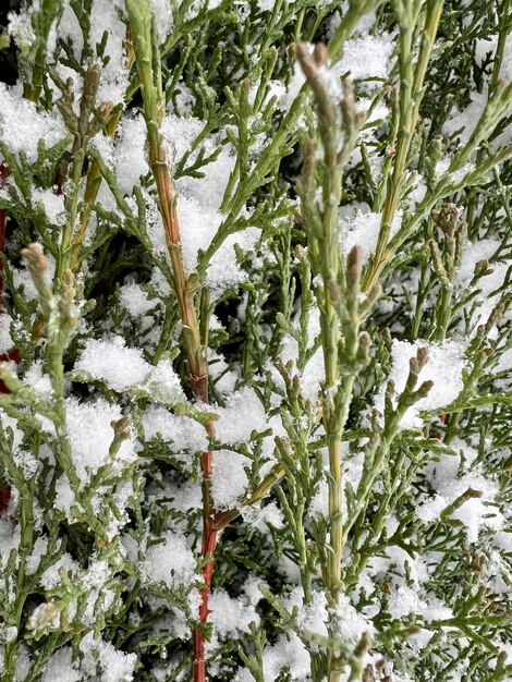 Fiocchi di neve sui rami sempreverdi