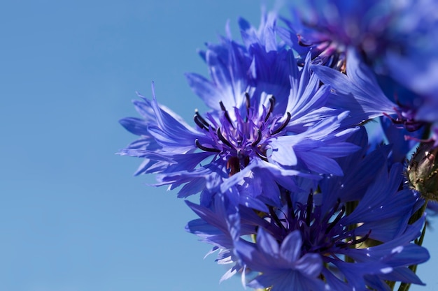 Fiordalisi blu in estate