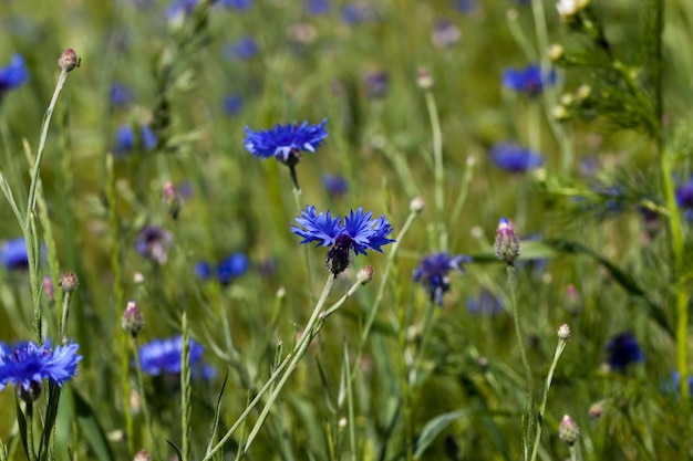 Fiordalisi blu in estate