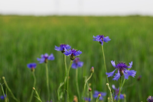 fiordalisi blu nel campo di grano in estate