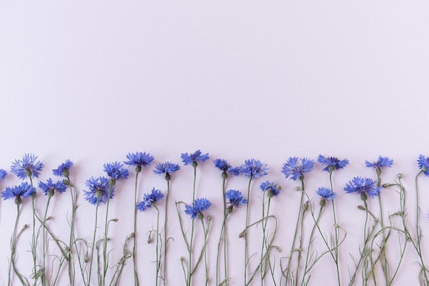 Fiordalisi blu su sfondo bianco Composizione minimalista dei fiori con vista dall'alto