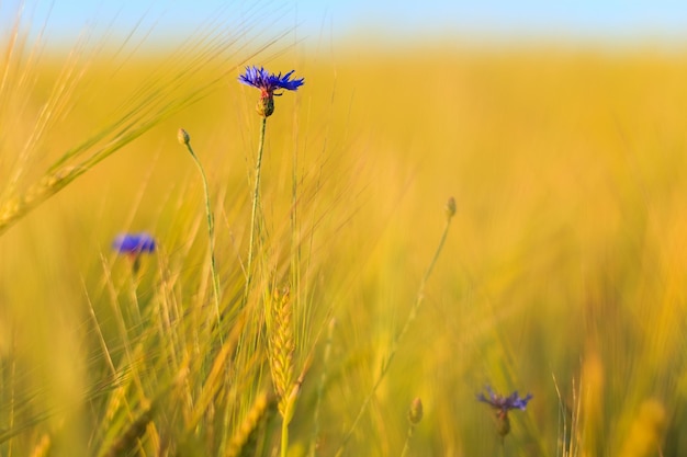 Fiordalisi in campo di orzo