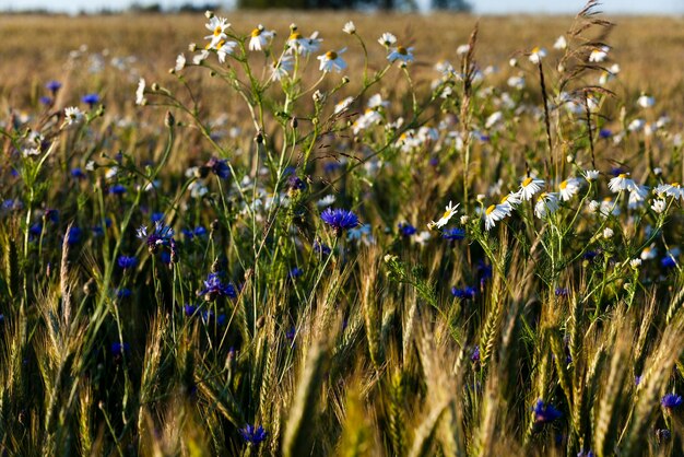 Fiordalisi sul campo