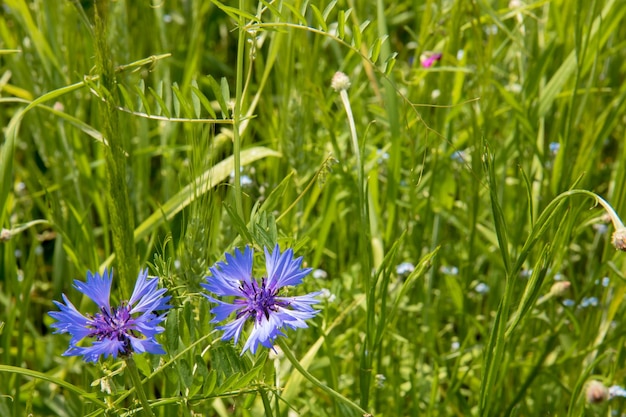 Fiordalisi tra l'erba alta in una giornata di sole estivo sfondo