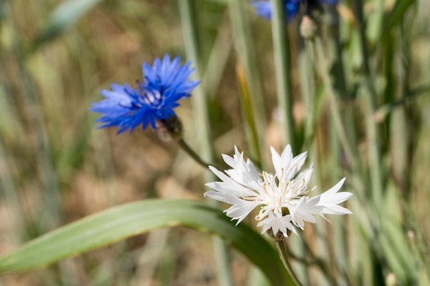 fiordaliso albino raro blu e bianco nel campo di grano.