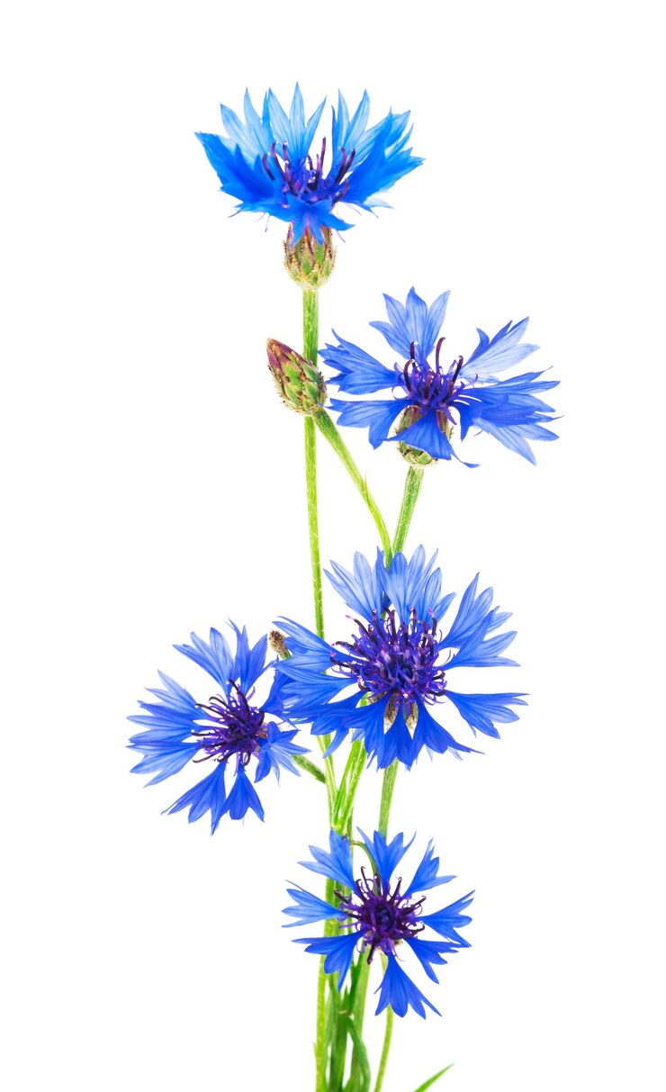 fiordaliso blu isolato su sfondo bianco