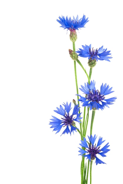 Fiordaliso Bouquet di fiori blu selvatici isolati