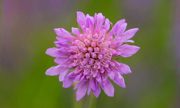 Fiordaliso selvatico rosa vicino al fuoco selettivo