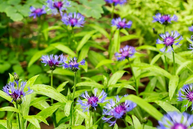 Fiordaliso su un primo piano verde del fondo