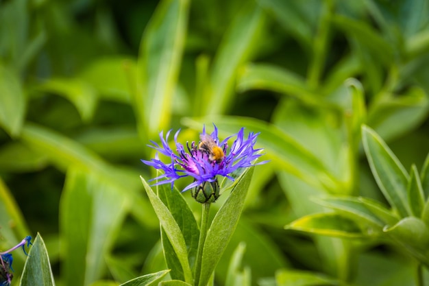 Fiordaliso viola in giardino