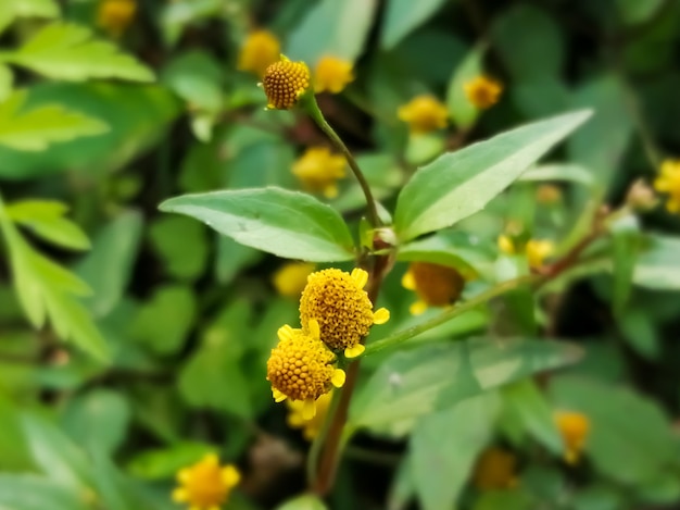 Fiore a margherita con sfocatura dello sfondo naturale