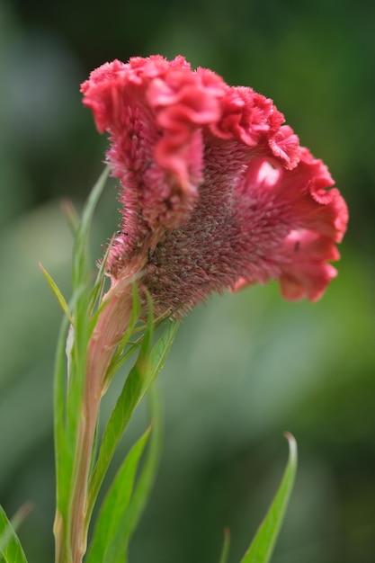 fiore a pettine di gallo rosso. sfocatura dello sfondo. sfondi della natura. cresta di gallo con foglie verdi.