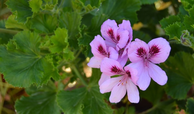 Fiore abbastanza rosa che fiorisce in primavera