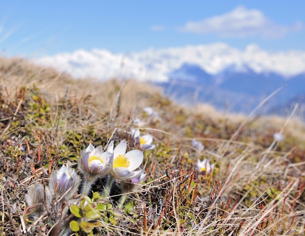 Fiore abbastanza selvaggio in prato