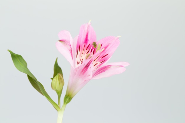 Fiore Alstroemeria in superficie grigia