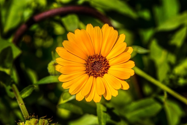 Fiore aperto di calendula su sfondo verde