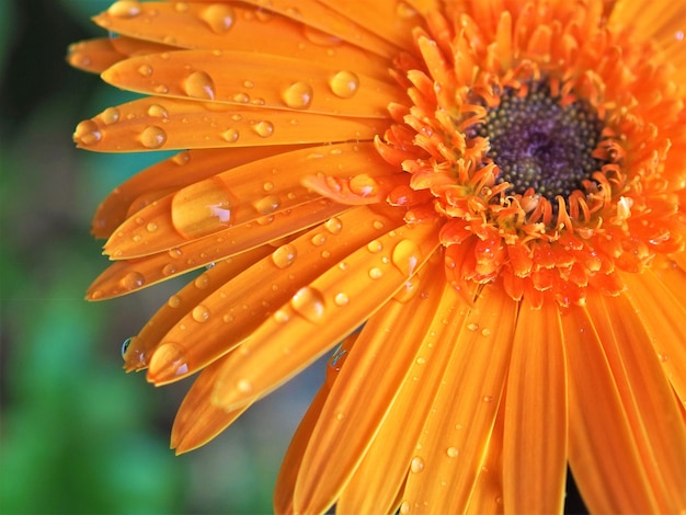 Fiore arancione - Chiuda sul fiore della gerbera con goccia di acqua