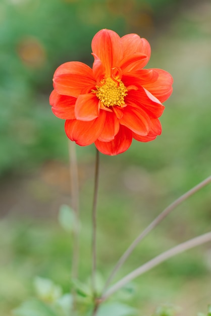 Fiore arancione della dalia nel giardino estivo