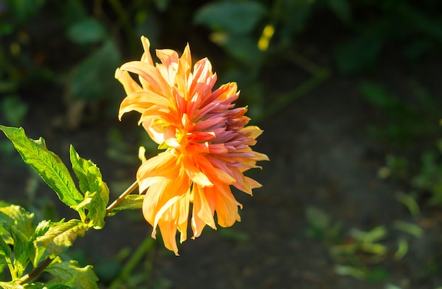 Fiore arancione della dalia sul cespuglio, primo piano