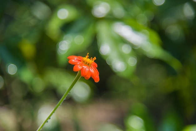 Fiore arancione di calendula e piccoli petali luminosi.