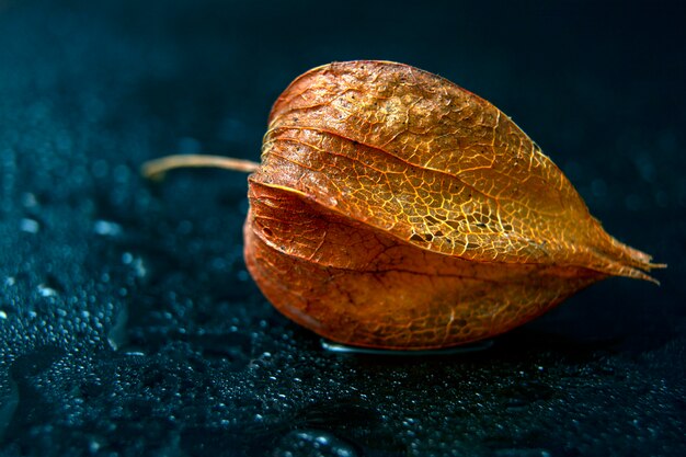 Fiore arancione luminoso del Physalis di autunno con gocce d'acqua su una priorità bassa nera con la riflessione luminosa e vibrante