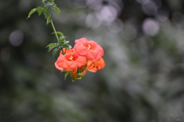 Fiore arancione sullo sfondo della natura