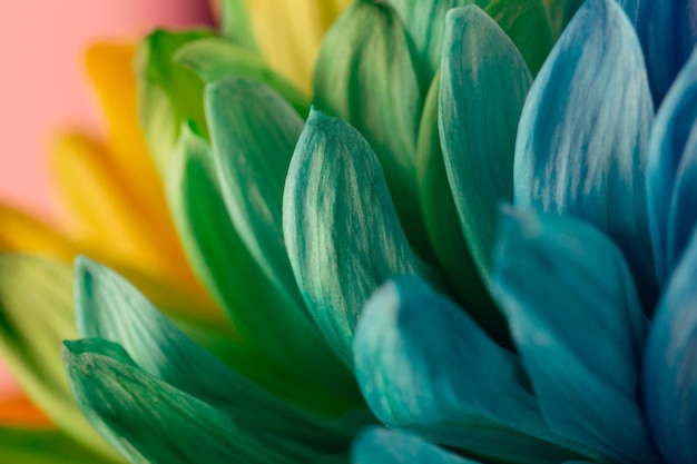 Fiore arcobaleno isolato su sfondo nero Sfondo colorato daisy Superficie astratta arcobaleno