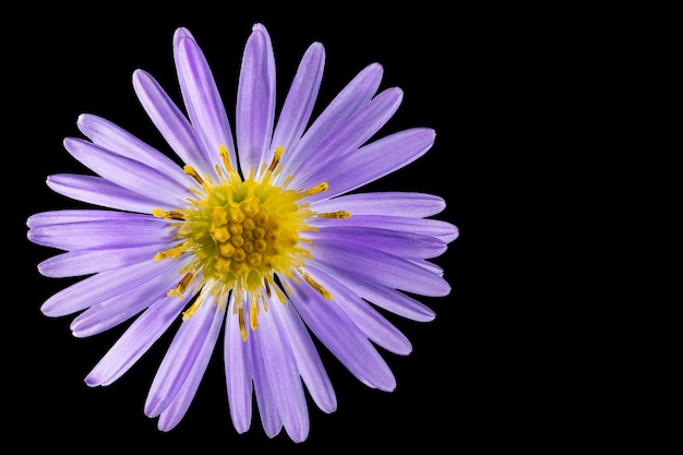 Fiore aster alpino Sfondo nero isolato Closeup Riprese macro Concetto per la stampa e il design