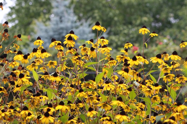 fiore autunnale giallo per lo sfondo