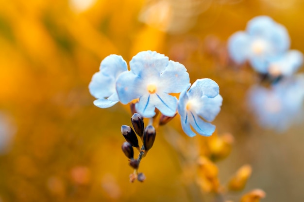 fiore azzurro con sfondo sfocato giallo